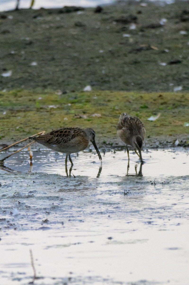Short-billed Dowitcher - ML643746247