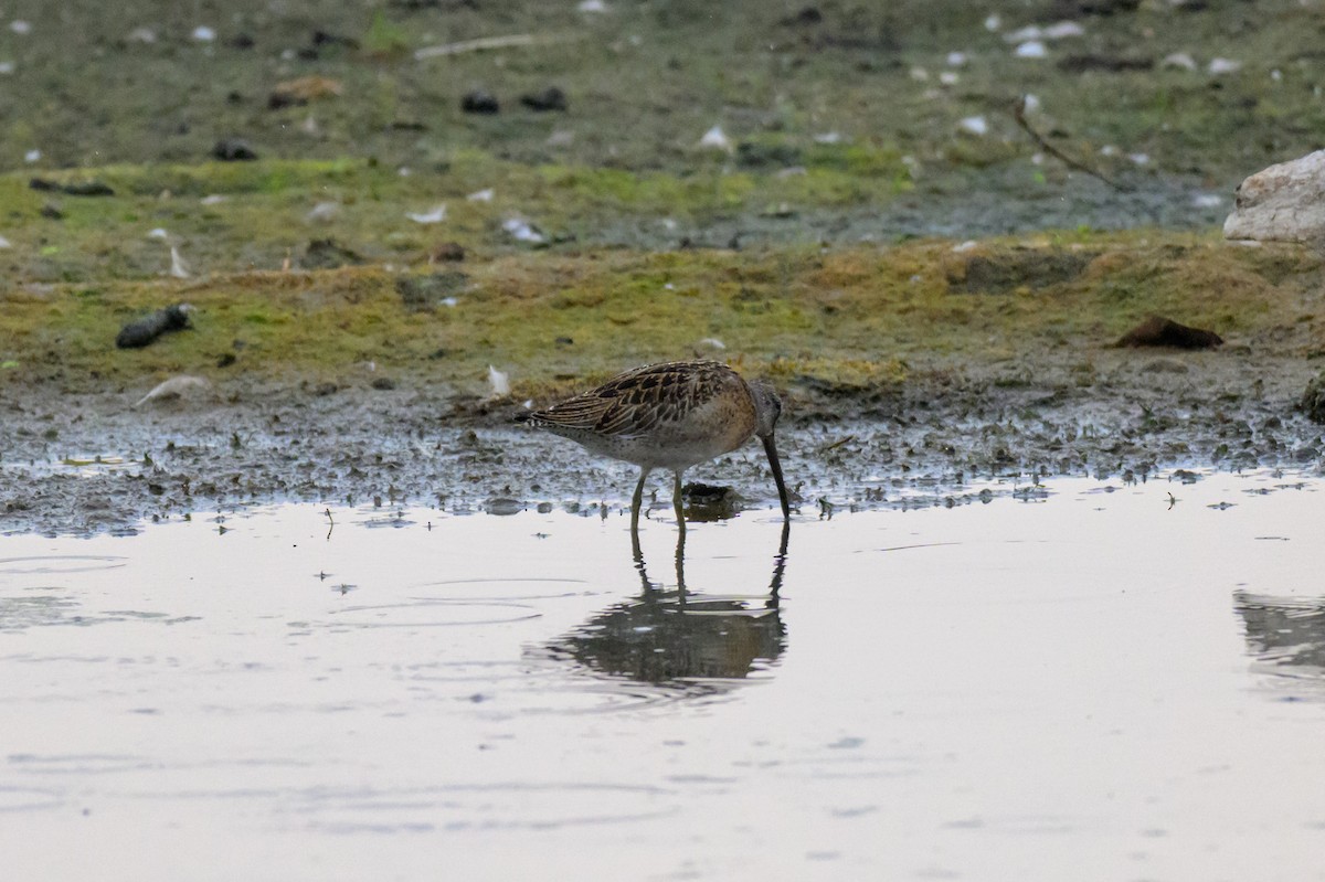Short-billed Dowitcher - ML643746248