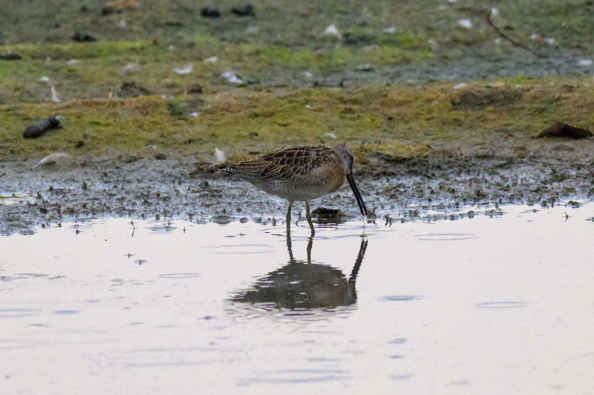 Short-billed Dowitcher - ML643746249