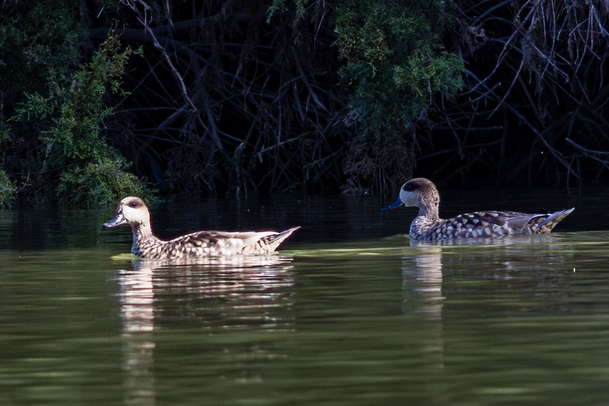 Marbled Duck - ML643746251