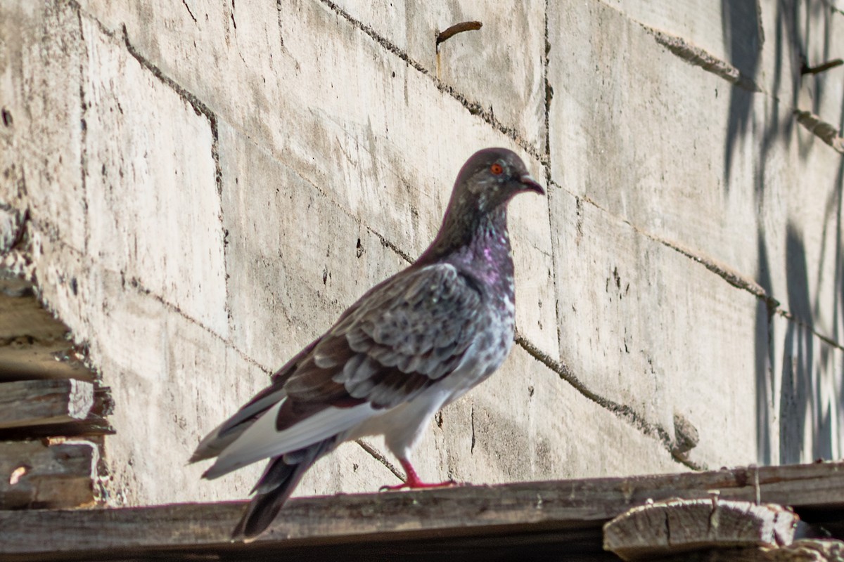 Rock Pigeon (Feral Pigeon) - ML643746252