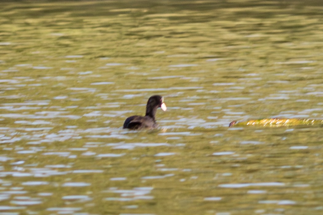 Eurasian Coot - ML643746253