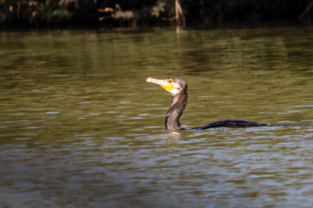 Great Cormorant - ML643746255