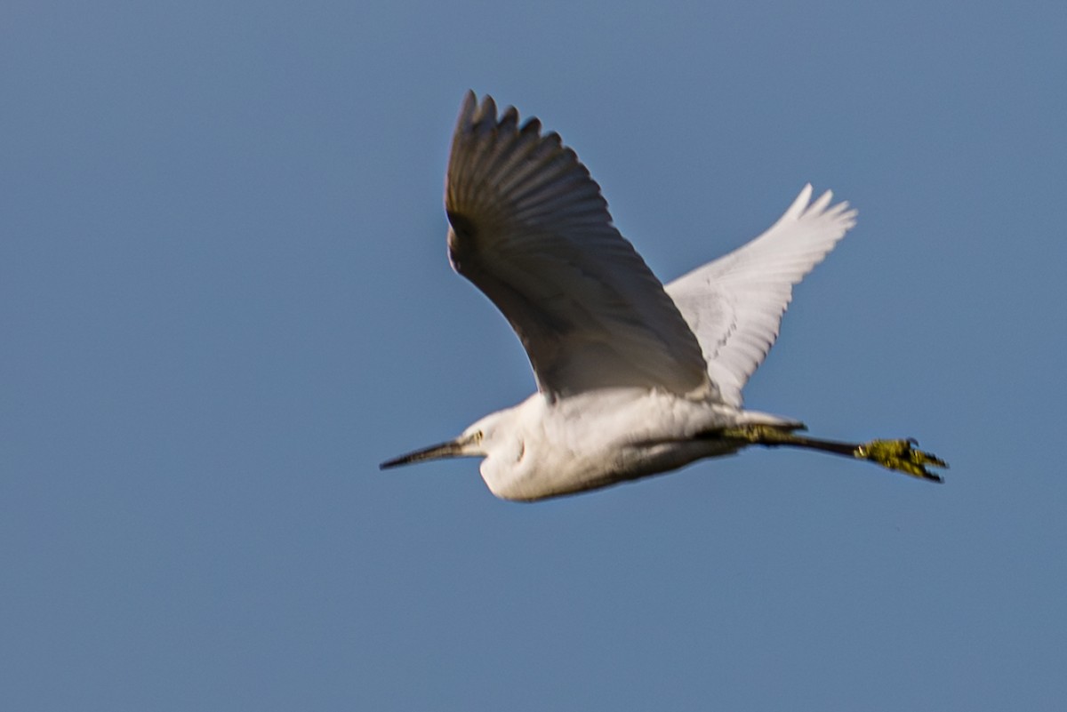 Little Egret - ML643746256