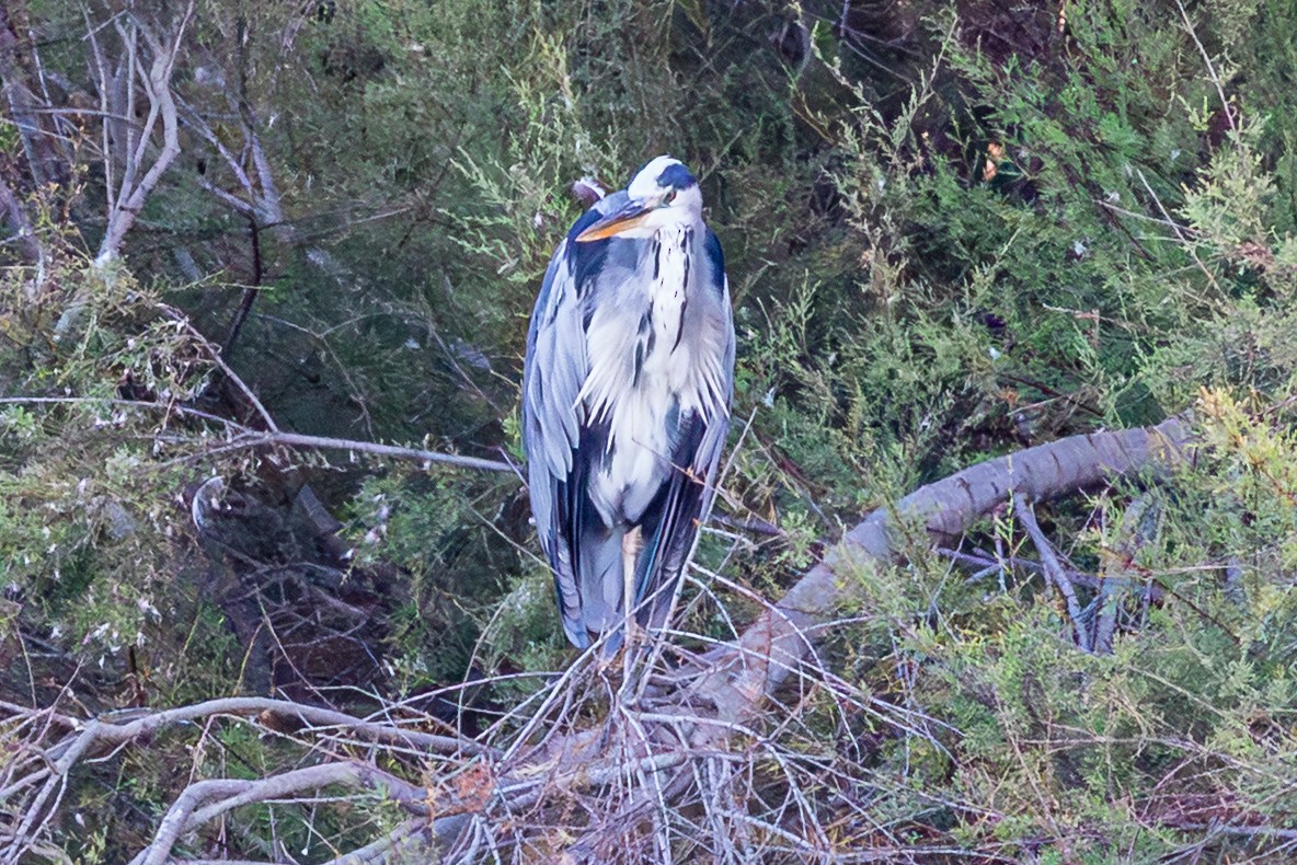 Gray Heron - ML643746260