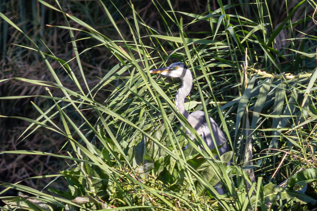 Gray Heron - ML643746261
