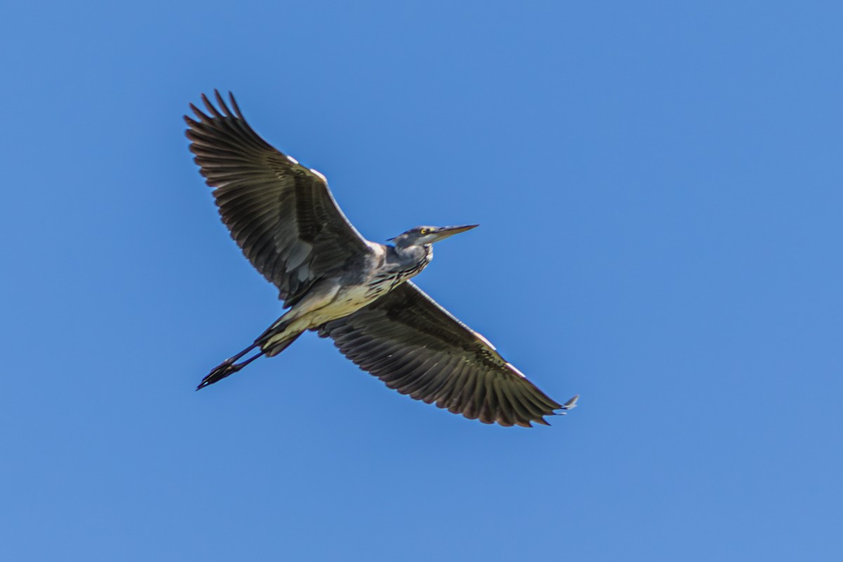 Gray Heron - ML643746262