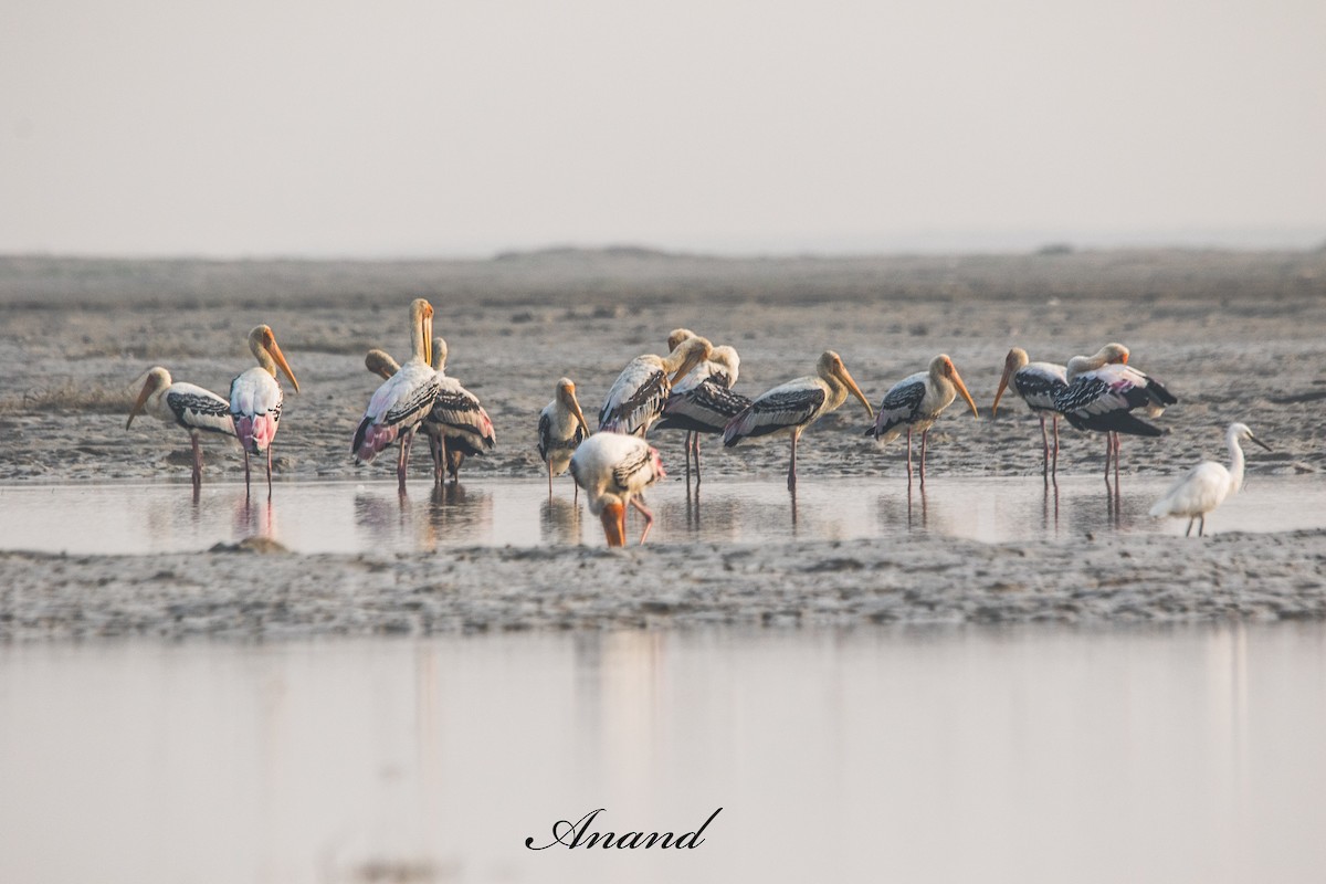 Painted Stork - ML643746263