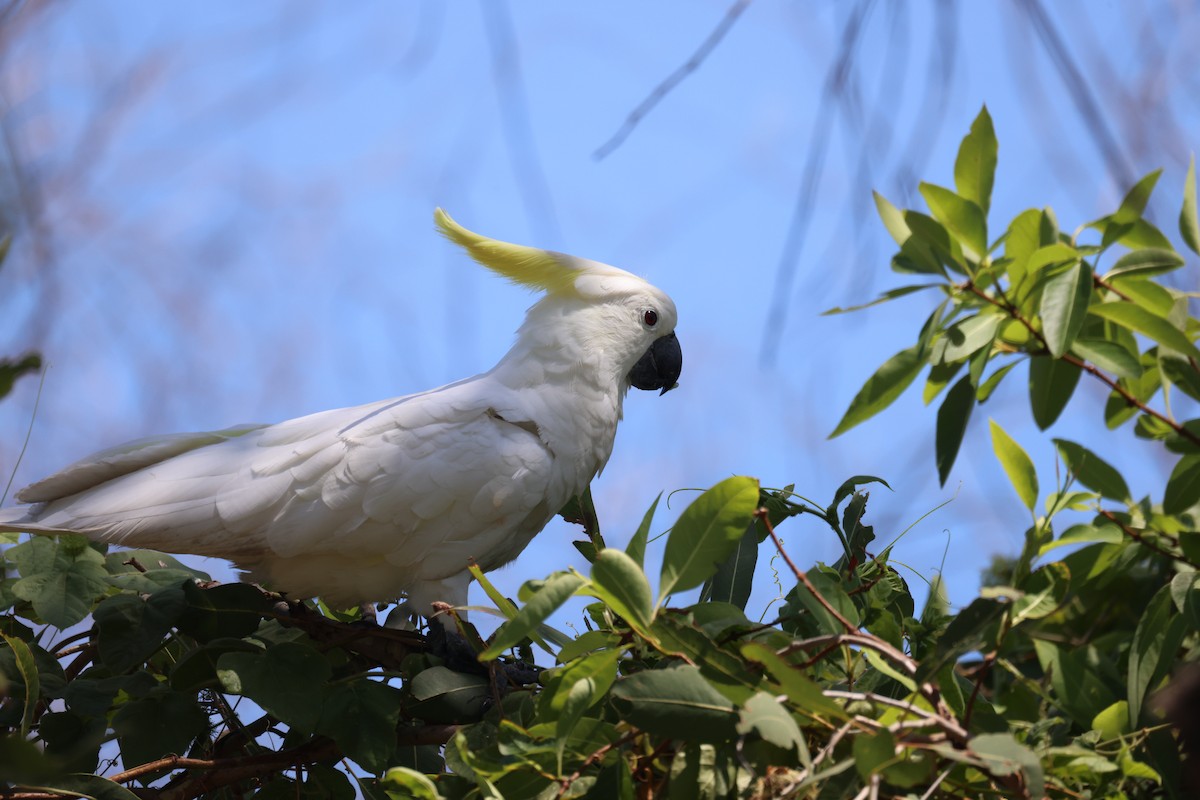 Sulphur-crested Cockatoo - ML643746265