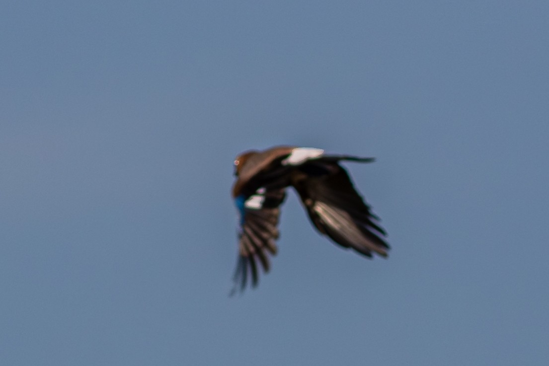 Eurasian Jay - ML643746267