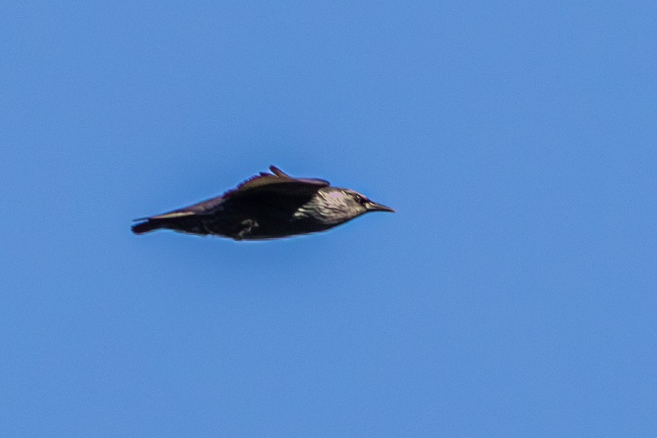 Spotless Starling - ML643746269