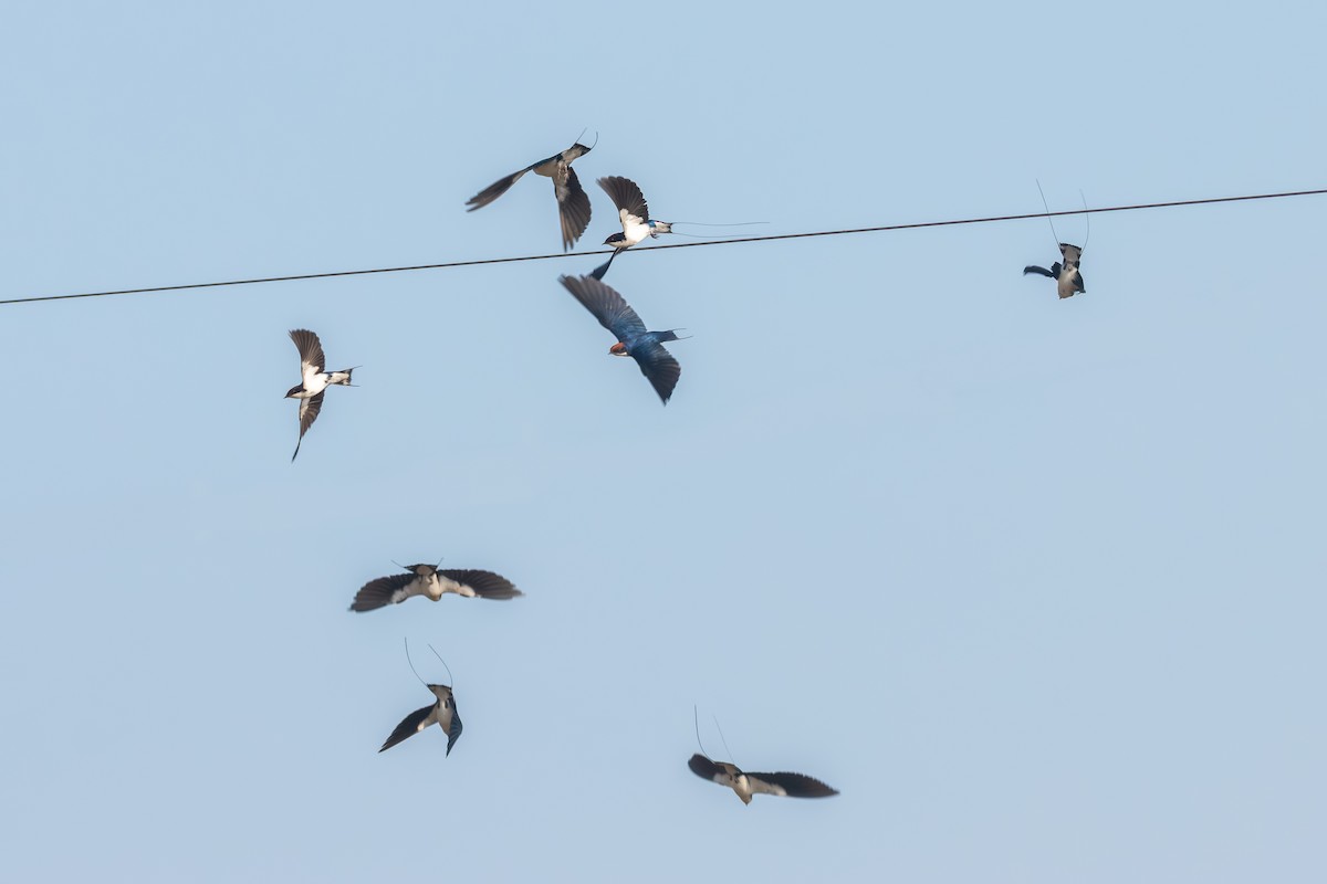 Wire-tailed Swallow - ML643746270