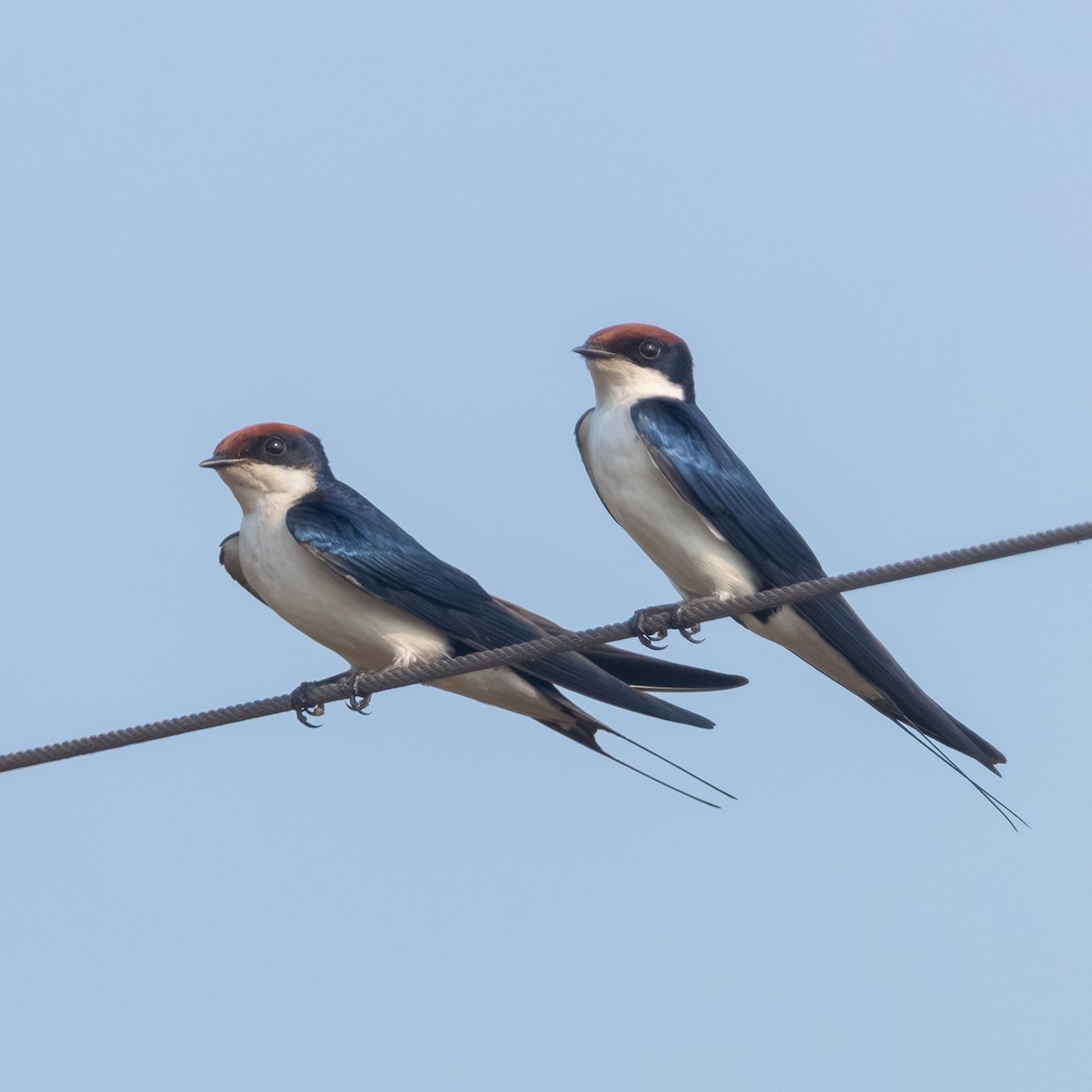 Wire-tailed Swallow - ML643746271