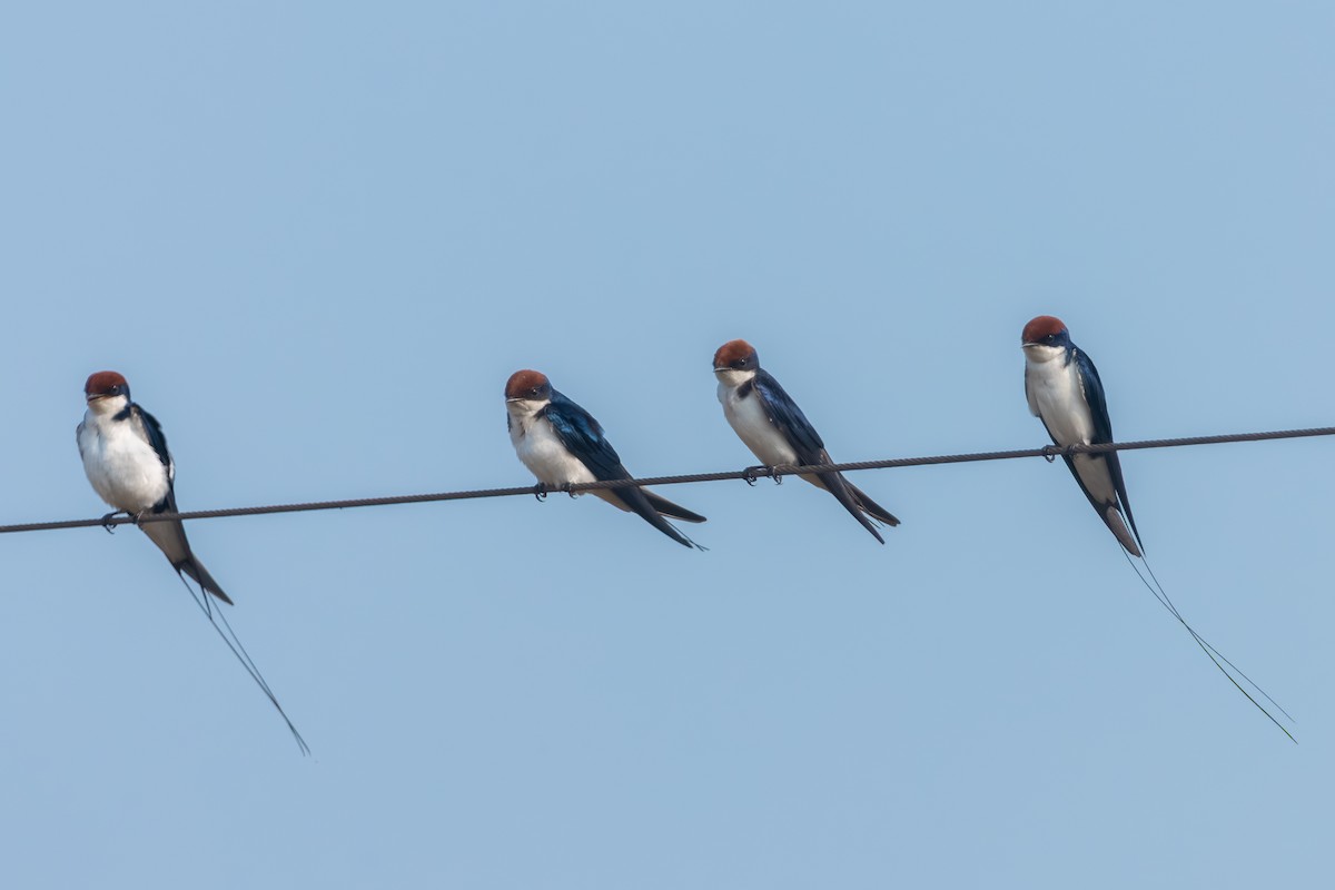 Wire-tailed Swallow - ML643746272