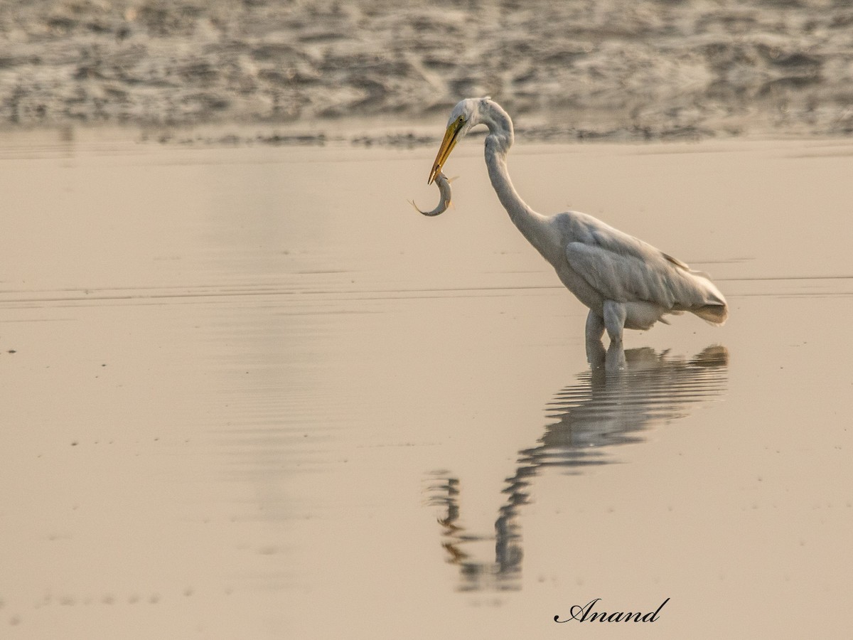 Great Egret - ML643746273