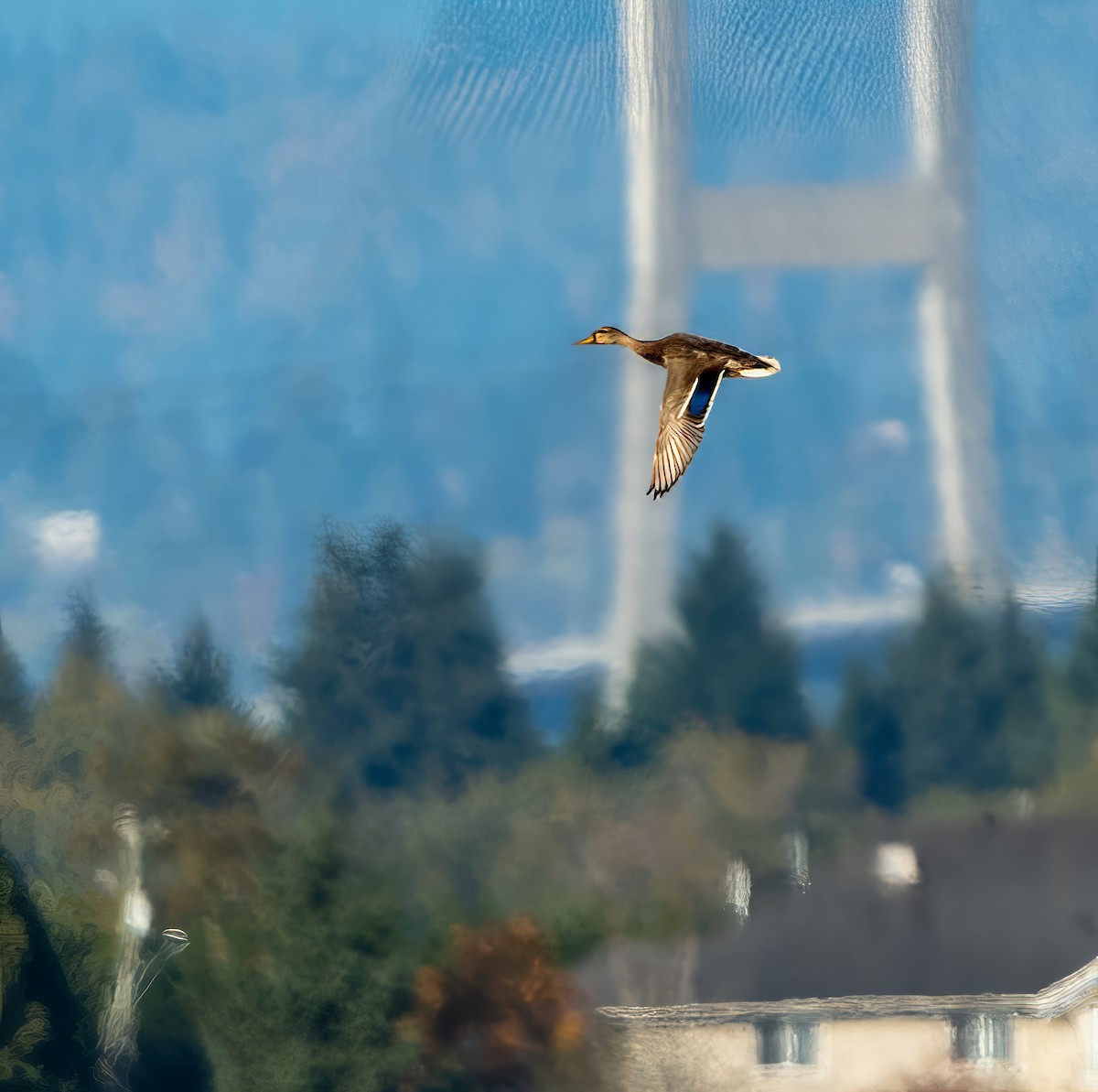 Mallard - ML643746274