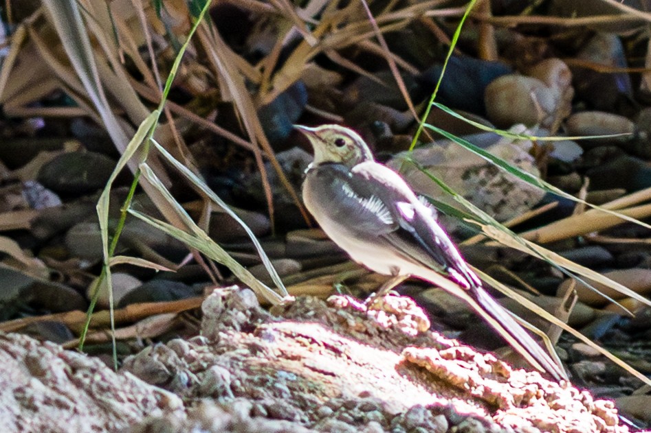White Wagtail - ML643746275