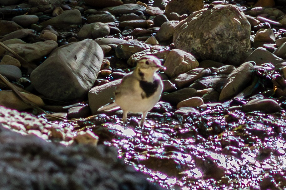 White Wagtail - ML643746276