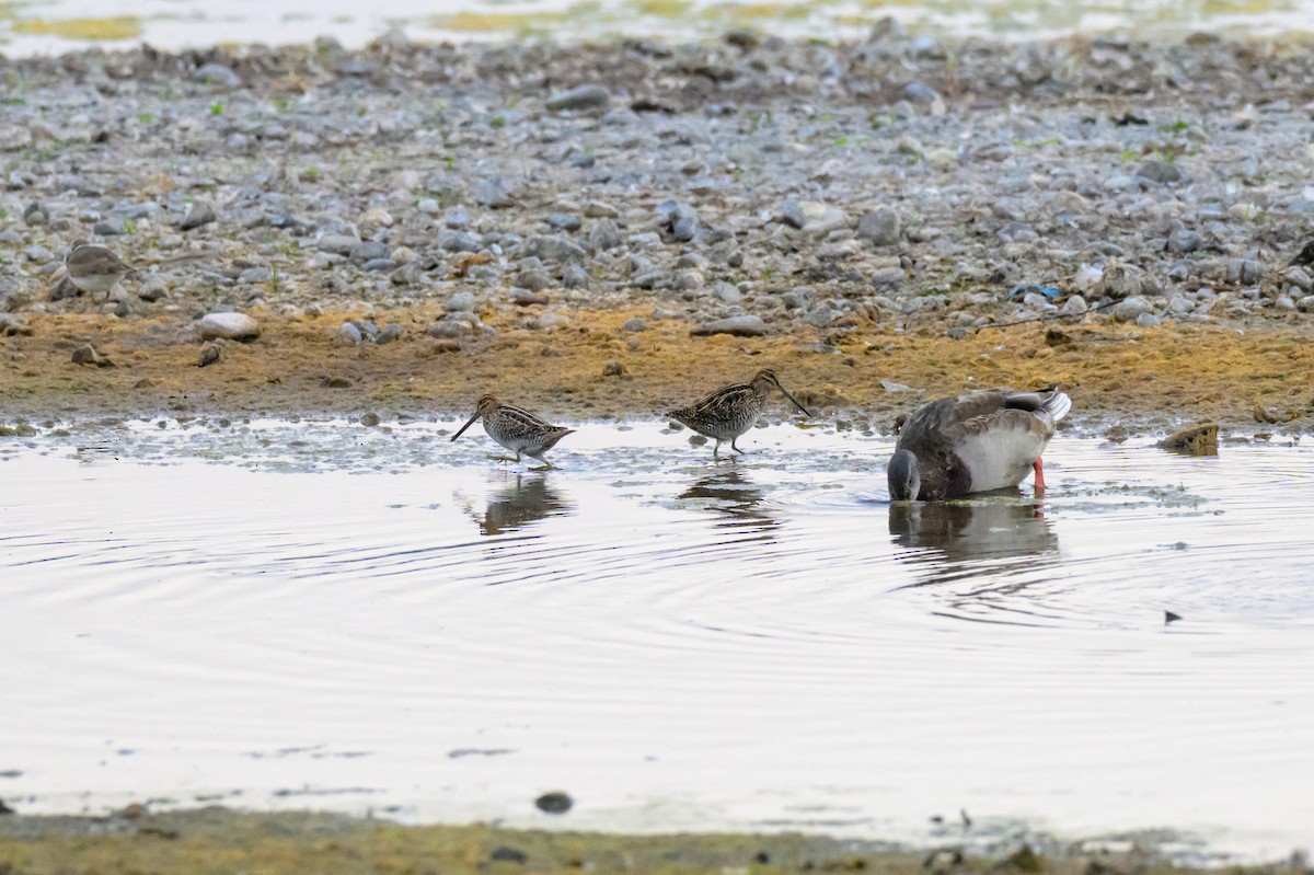 Wilson's Snipe - ML643746277