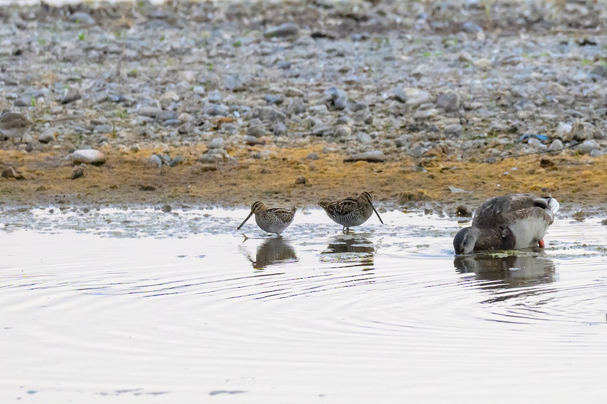 Wilson's Snipe - ML643746278