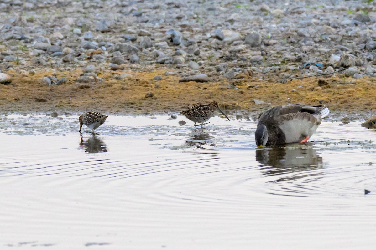 Wilson's Snipe - ML643746279