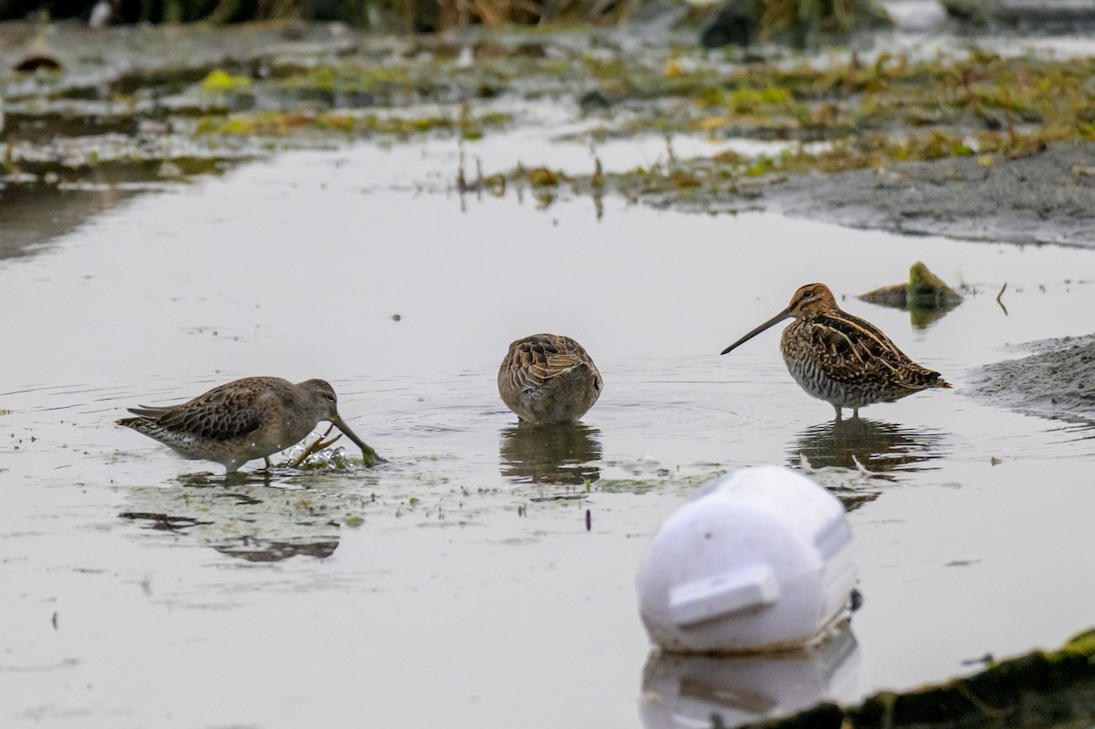 Wilson's Snipe - ML643746280