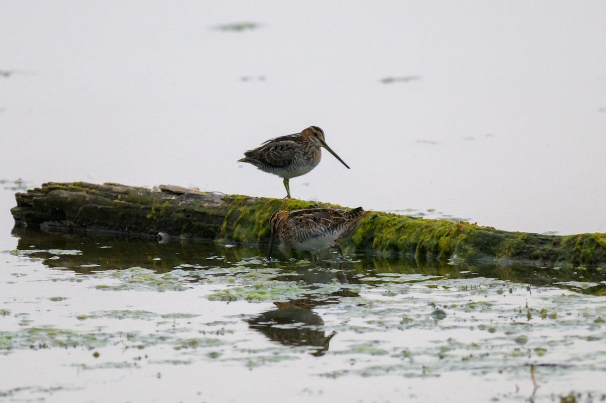 Wilson's Snipe - ML643746281