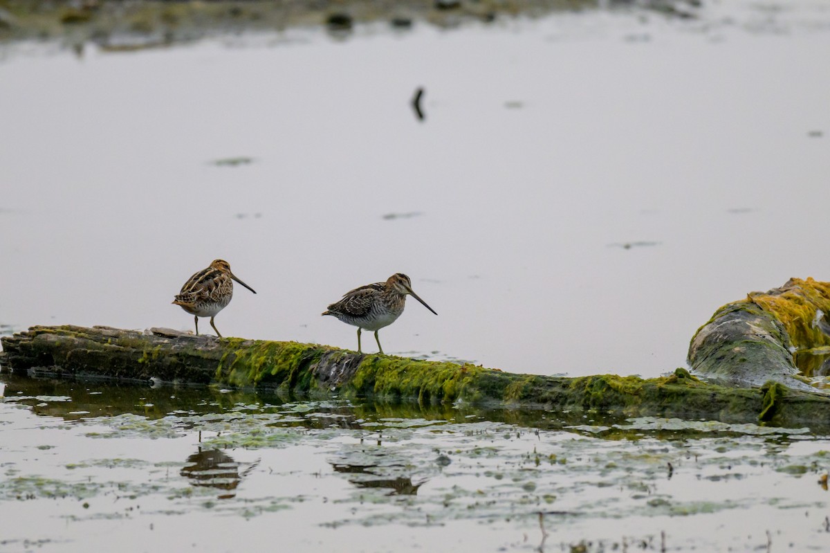 Wilson's Snipe - ML643746282