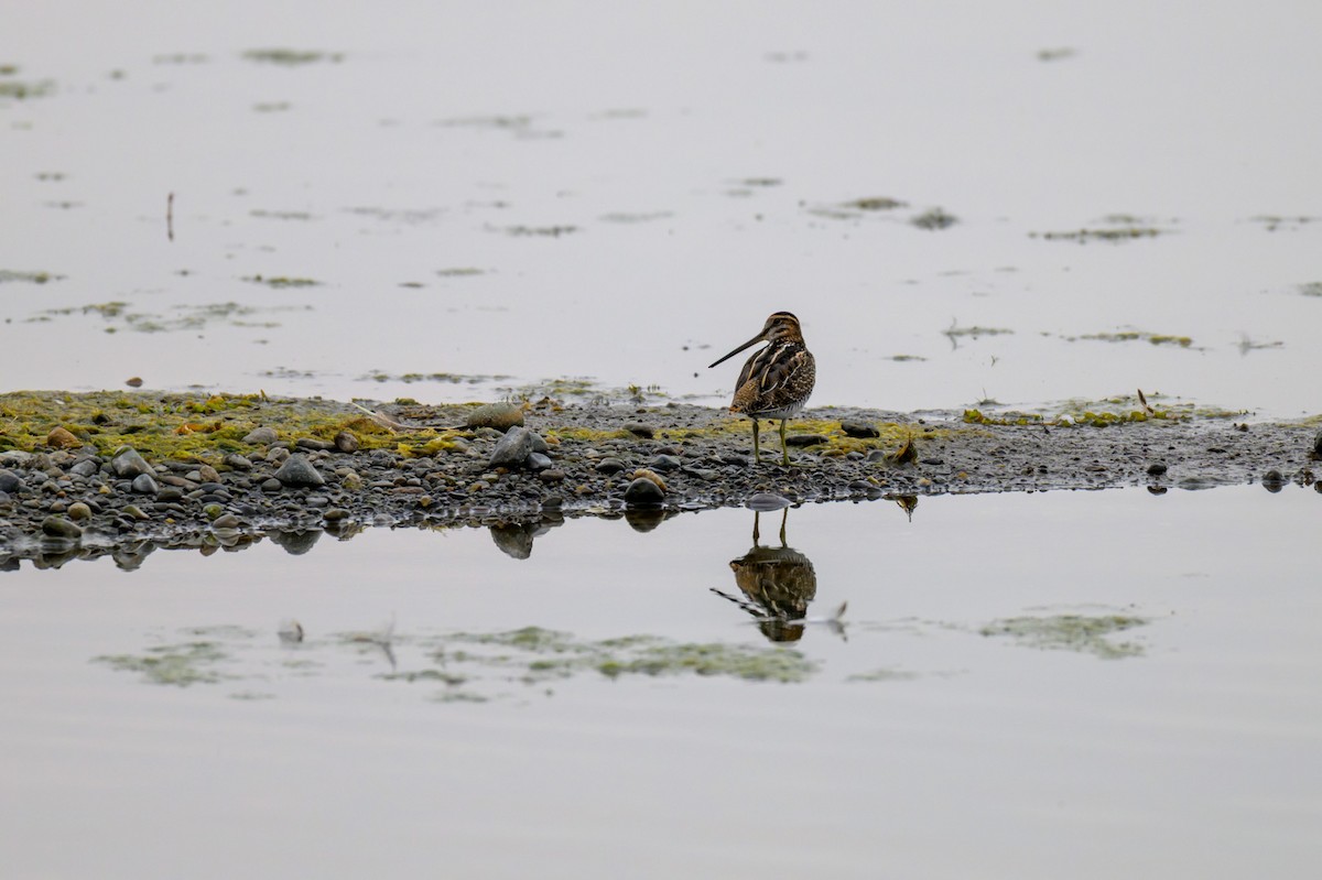 Wilson's Snipe - ML643746283
