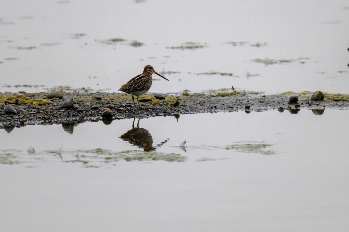 Wilson's Snipe - ML643746284