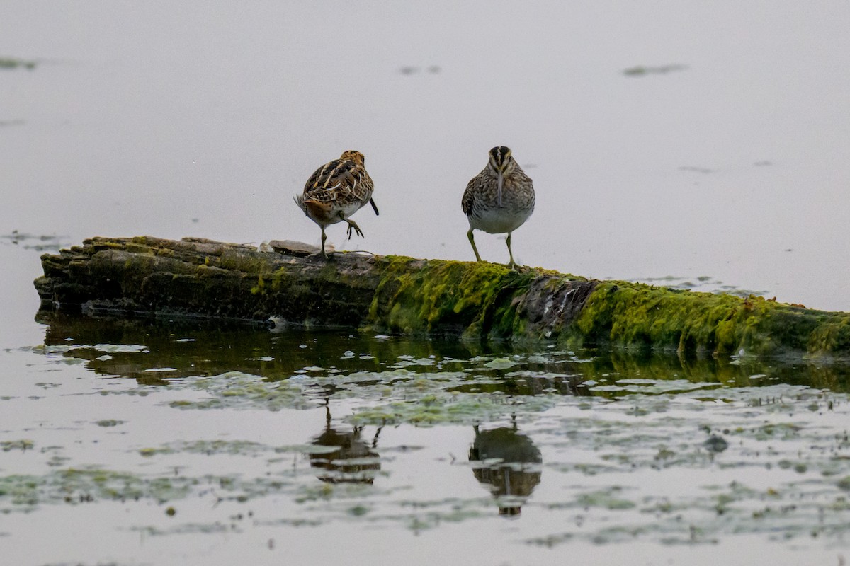 Wilson's Snipe - ML643746285