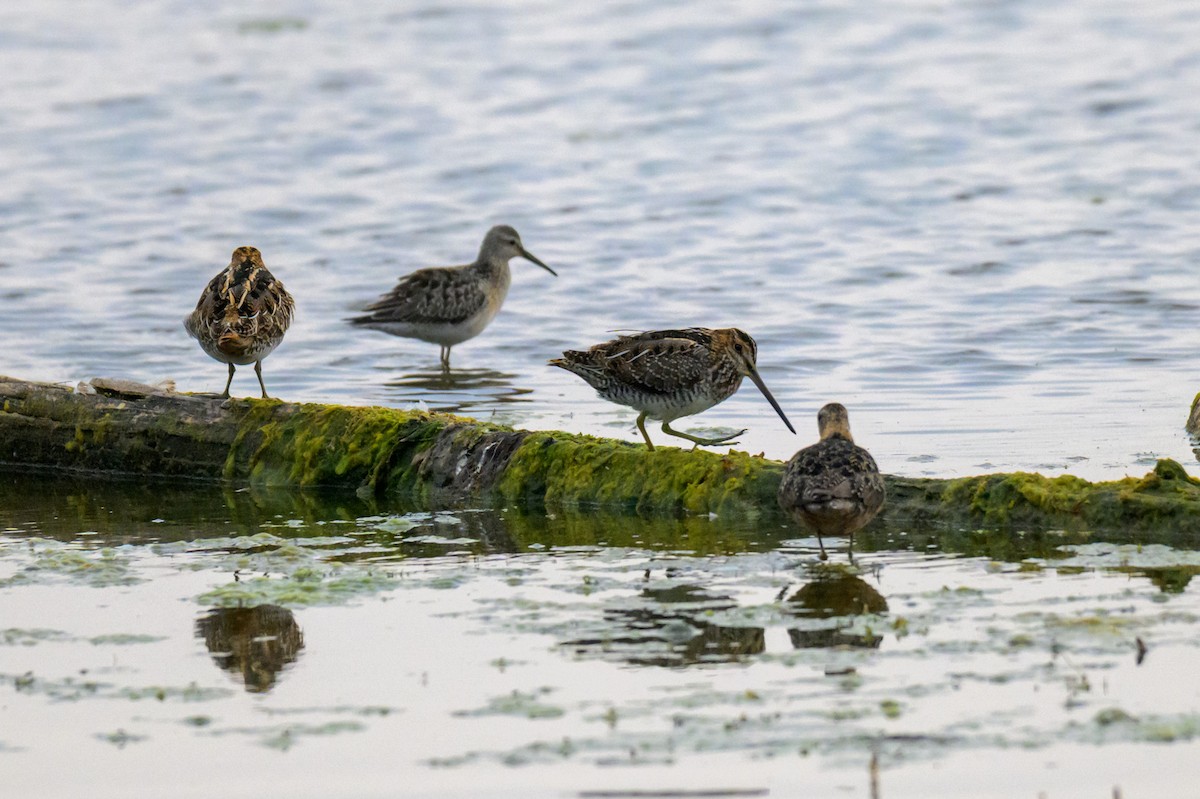 Wilson's Snipe - ML643746286