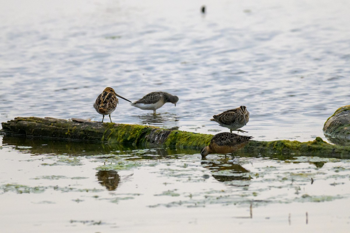 Wilson's Snipe - ML643746287