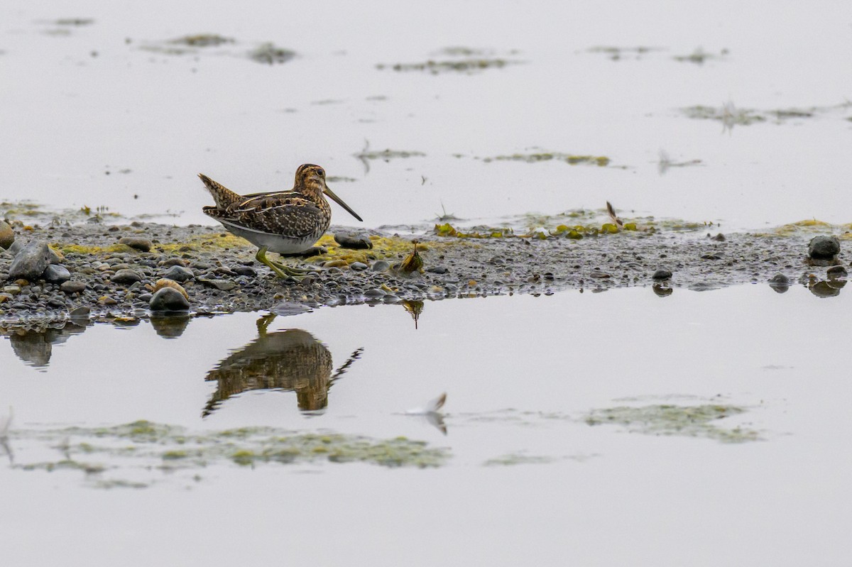 Wilson's Snipe - ML643746289