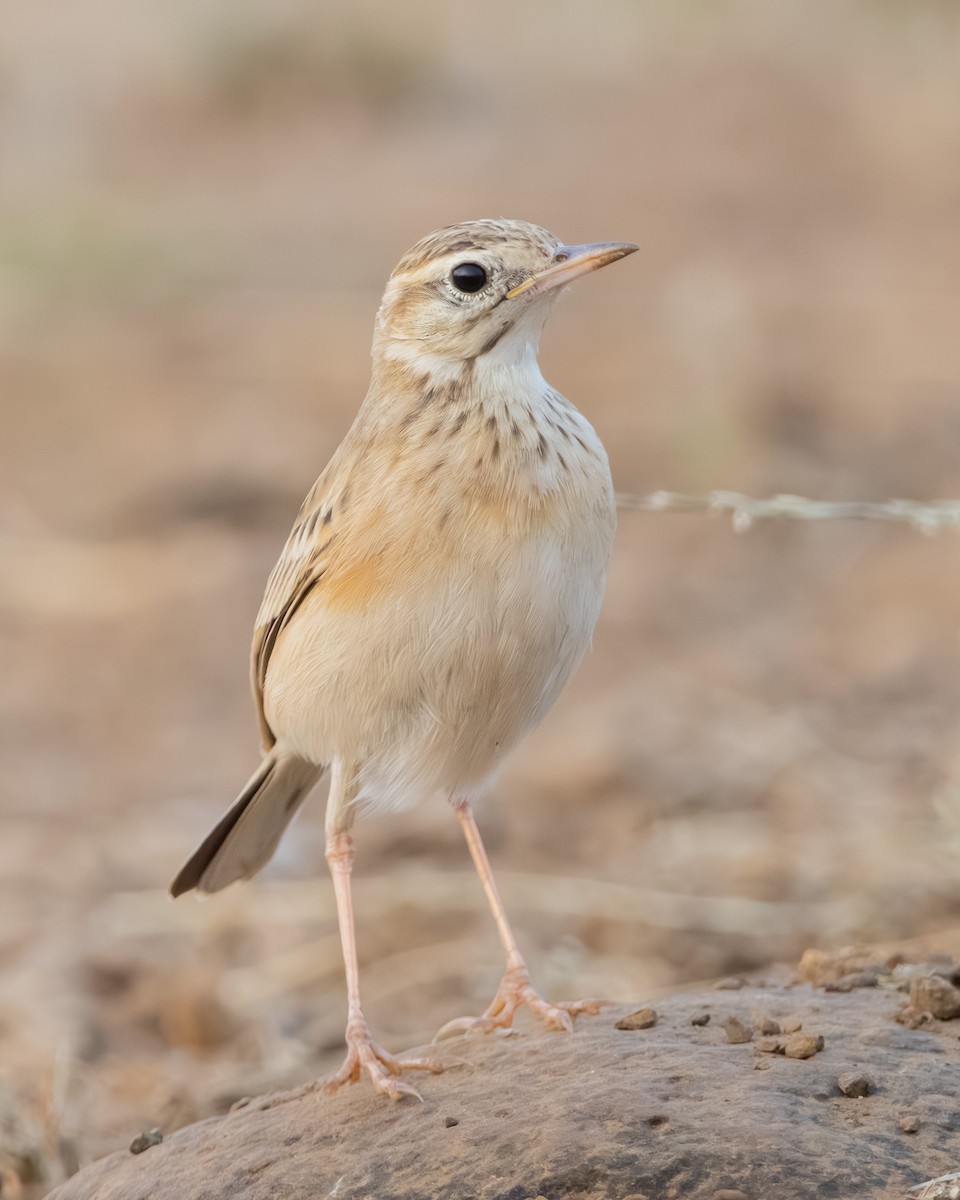 Paddyfield Pipit - ML643746290