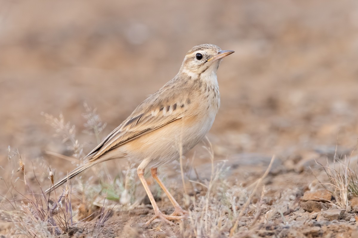 Paddyfield Pipit - ML643746291