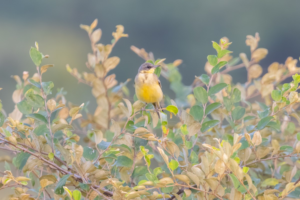 Western Yellow Wagtail - ML643746292