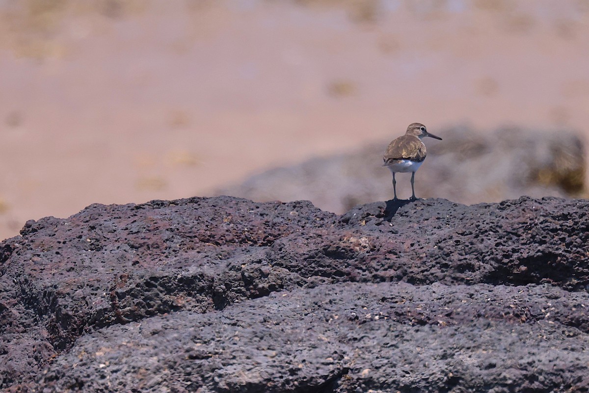 Common Sandpiper - ML643746293
