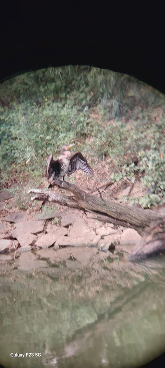Great Cormorant - ML643746294