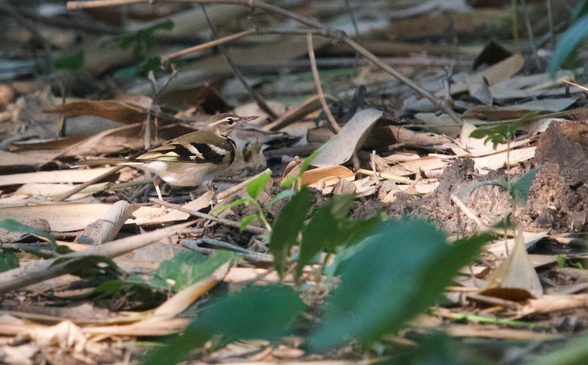 Forest Wagtail - ML643746315