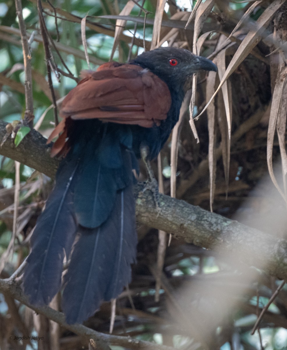Greater Coucal - ML643746316