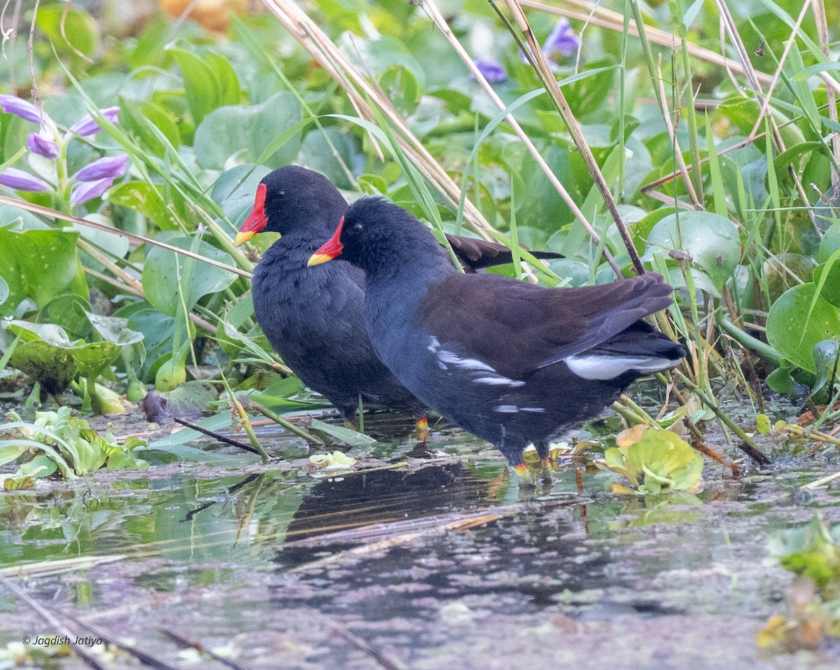 Eurasian Moorhen - ML643746318