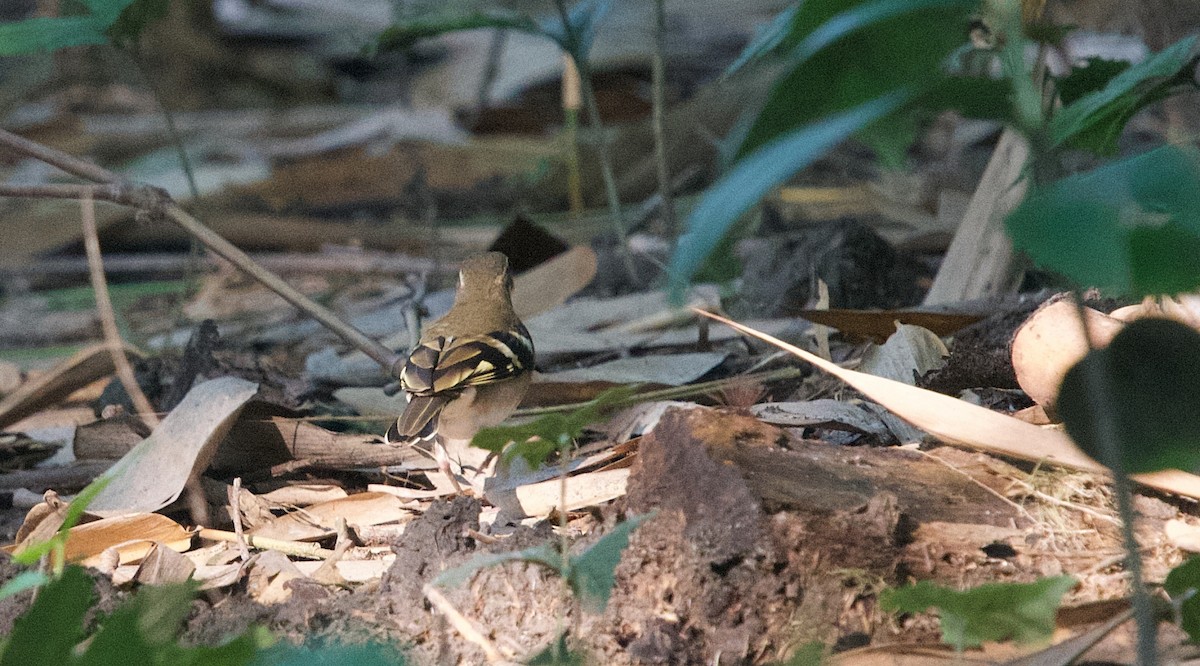 Forest Wagtail - ML643746320