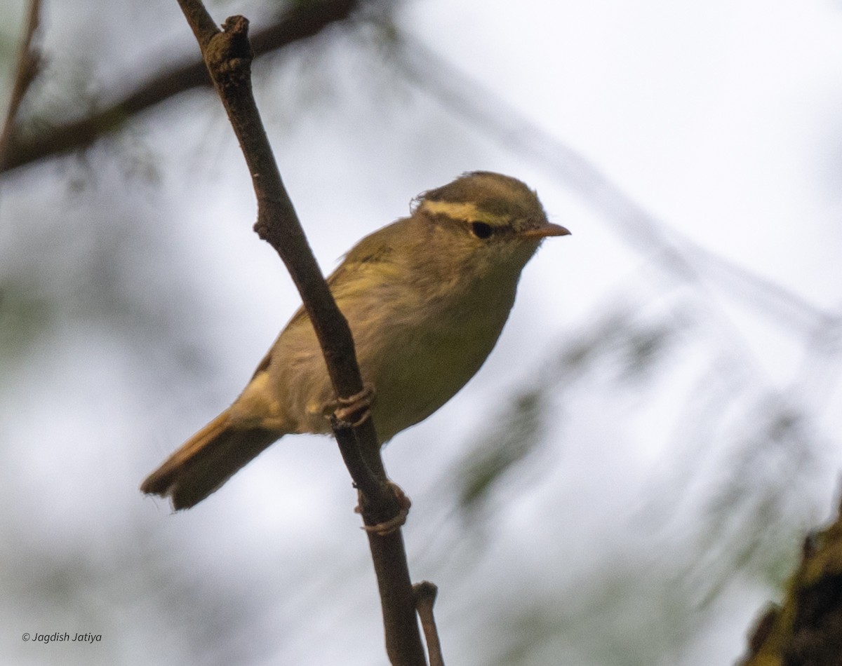 Tytler's Leaf Warbler - ML643746324