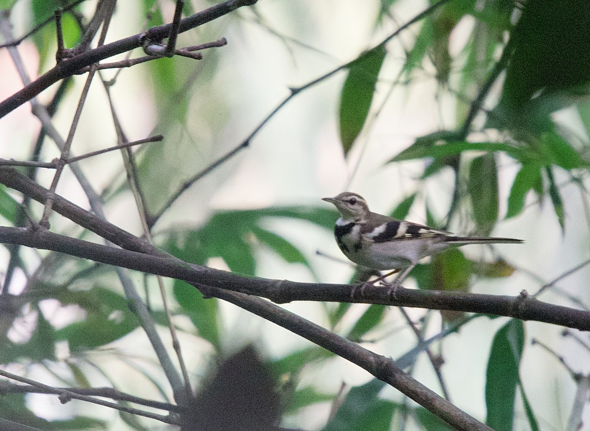 Forest Wagtail - ML643746326