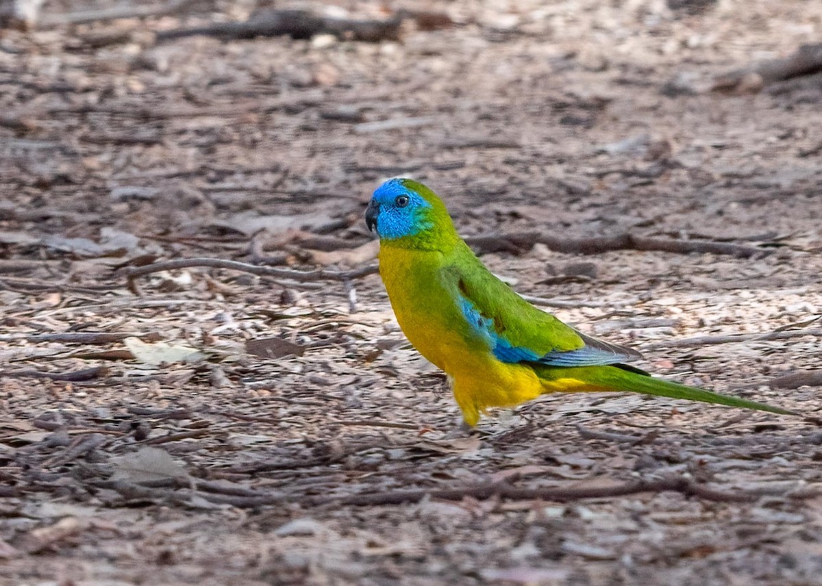 Turquoise Parrot - ML643746327