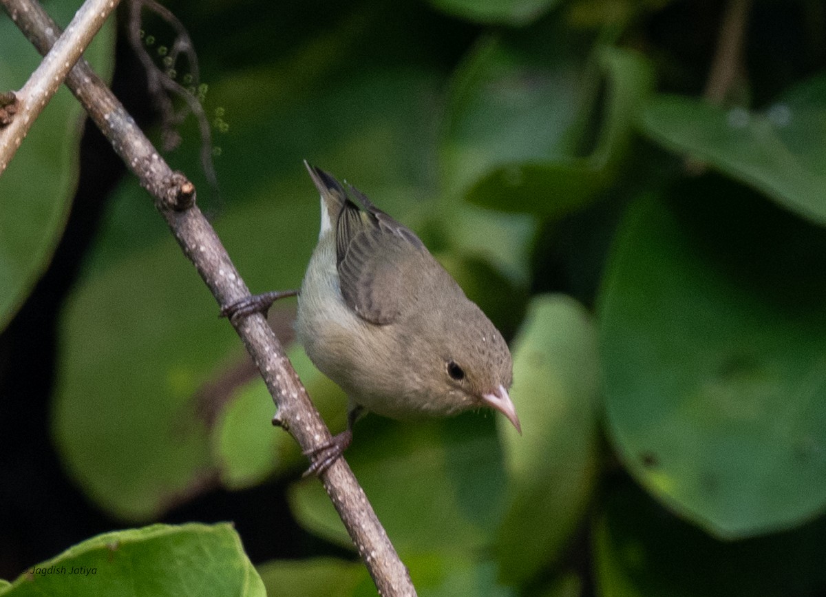 Pale-billed Flowerpecker - ML643746334
