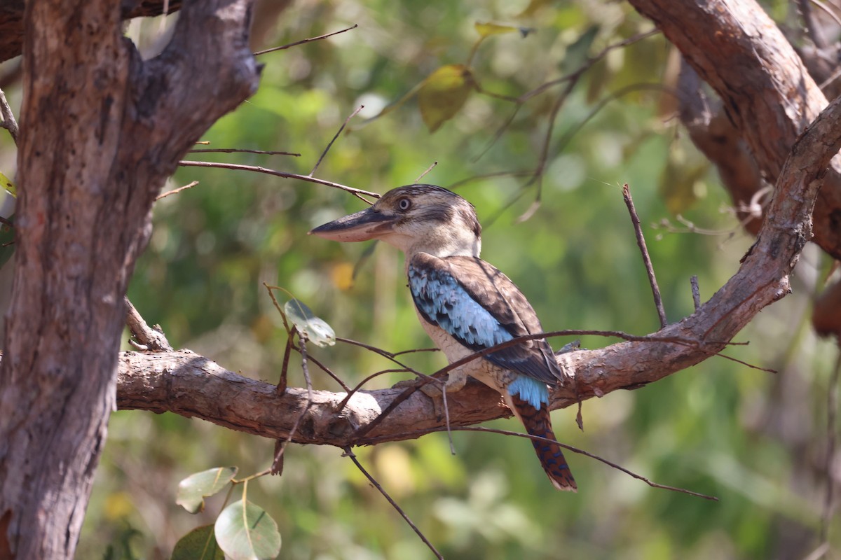 Blue-winged Kookaburra - ML643746362