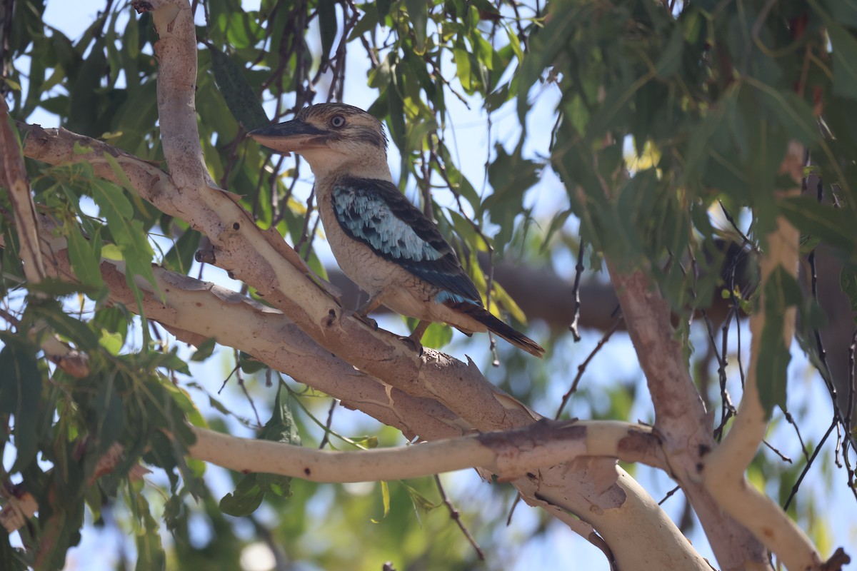Blue-winged Kookaburra - ML643746363
