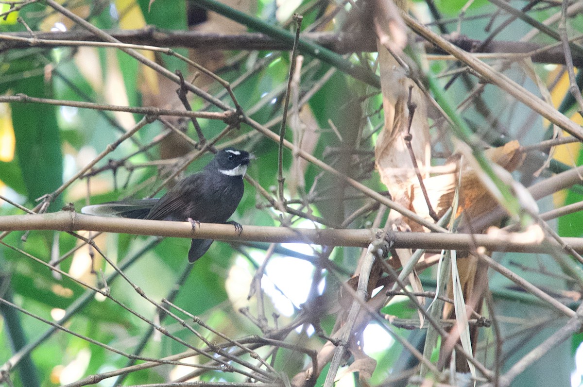White-throated Fantail - ML643746366